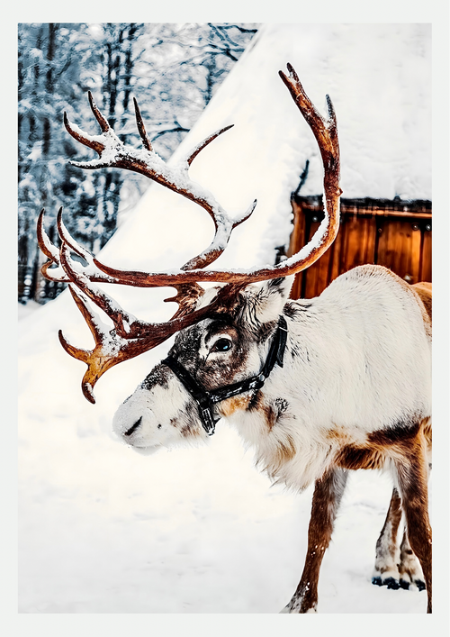 Renne des Neiges et Chalet Enneigé – Affiche Hiver