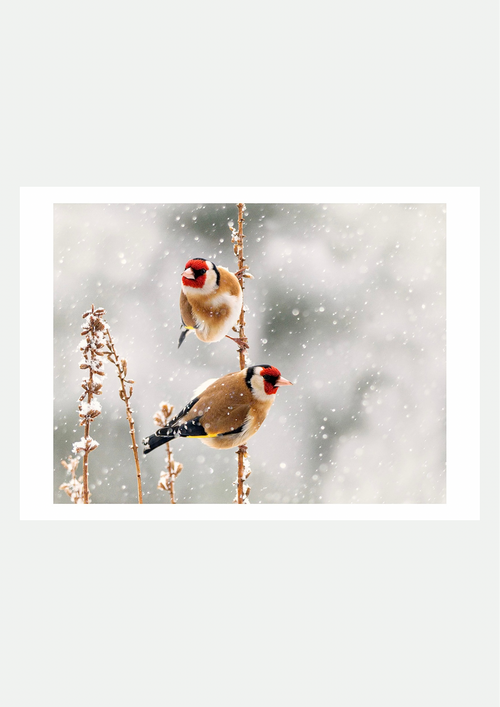 Chardonnerets sous la Neige – Affiche Photo Oiseaux Hiver