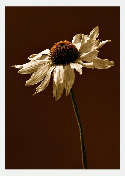 Affiche Échinacée Séchée : fleur aux pétales crème fanés et cône orange sur longue tige, fond brun chocolat